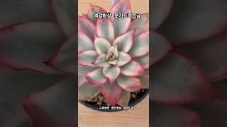 #문가드니스금 #다육이 #다육식물 #다육 #succulent #多肉植物