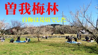 2023曽我梅林（白梅は見頃でした）