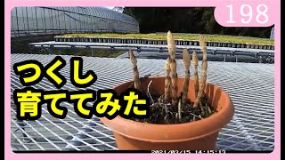 つくしを育てみた 後編 園芸 ガーデニング 家庭菜園ｂｙ園芸チャンネル 198