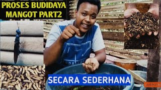 Tips Budidaya Manggot BSF dengan Yakult dan Royco - PART2  | | Manggot Pakan Ayam Alternatif