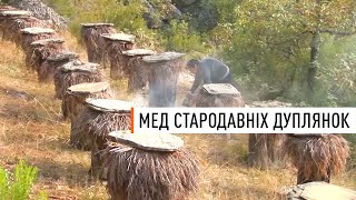 Harvesting Honey and Wax from Ancient Beehives in Spain (ENG Subtitles)