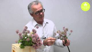 Mayesh Minute: Pink Ranunculus Substitution