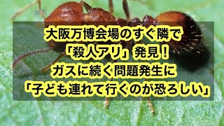 大阪万博会場のすぐ隣で「殺人アリ」発見！ガスに続く問題発生に「子ども連れて行くのが恐ろしい」