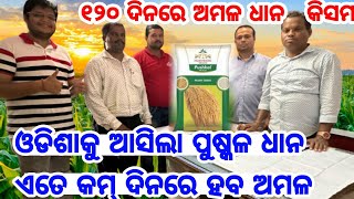 Best High Income New Rice Seed Vareity Pushkal launched in Odisha from Nuziveedu Seeds Company