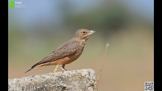 Rufous-tailed Lark calling | Nature Web