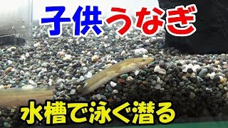 『うなぎ』買ってきた！　水槽で泳ぐ！潜る！【アクアリウム】日淡2018＃15