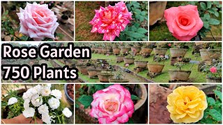 Biggest Rose Garden | Rose Variety with Names | 750 Plants | കേരളത്തിലെ വലിയ റോസ് ഗാർഡൻ | vid # 115