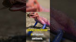 The Amazing Spider-Man Agama: A Real Life Superhero? | Agama Lizards | Rainbow Lizard |