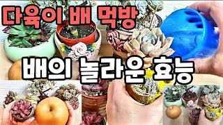 다육이 배 먹방 놀라운 효능 항암작용 기관지 피부미용등등 💥다육 배물주기💥 월동하러 들어온 다육이 물주기 多肉植物  Succulent