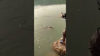 Barbel fishing - صید زردپر بدون چوب ماهیگیری #shorts