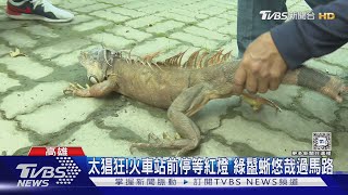 綠鬣蜥出沒高餐大學操場 「人蜥」賽跑對抗｜TVBS新聞 @TVBSNEWS02