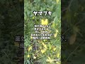 梅雨の散歩道を美しく彩る季節の花達の記録 shorts