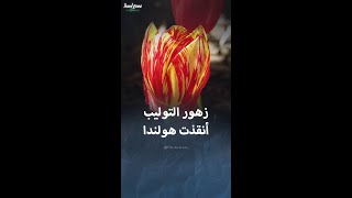 كيف أنقذت زهور التوليب هولندا من المجاعة؟