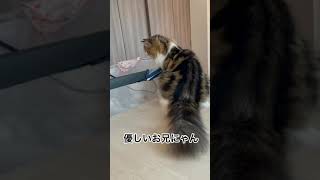 赤ちゃんを優しく見守るサイベリアンの子猫にゃんまる君#shorts