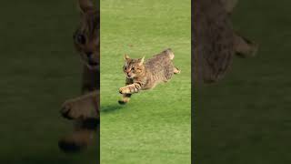 Black cat playing football team...