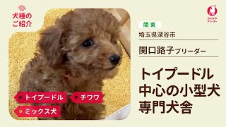 【どんな子犬がいるの？】関口 路子ブリーダー｜子犬のご紹介篇【みんなのブリーダー】　#みんなのブリーダー#トイプードル#チワワ