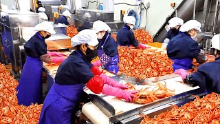 Preparo Dos Caranguejos Gigantes e Incrível Fabricação Do Hambúrguer \