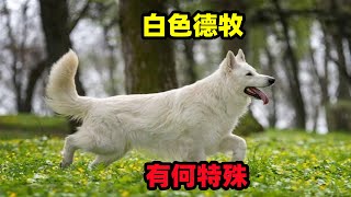 瑞士牧羊犬与德牧有什么关系，这种白色狼犬有何特殊之处