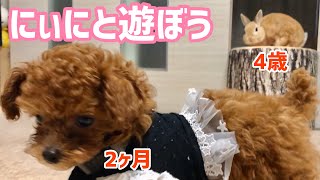 うさぎと遊びたいティーカッププードル子犬【トイプードルとうさぎ】 #07