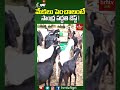 మేకలు పెంచాలంటే సాంద్ర పద్ధతి బెస్ట్ goatfarming goats agrishorts hmtvagri