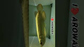 2021年8月29日【18】《I LOVE AROWANA / 我爱龙魚》24K纯金祥龙。#金龙 #红龙 #龙鱼 #观赏鱼