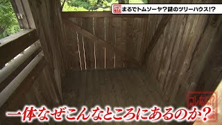 コレなに！？発見伝「まるでトムソーヤ？謎のツリーハウス！？」（2022年5月29日）