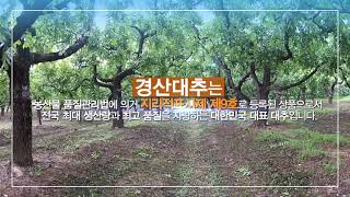 2021 경산대추 홍보영상