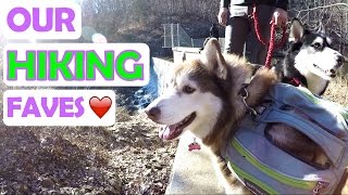 SIBERIAN HUSKY | Our hiking essentials