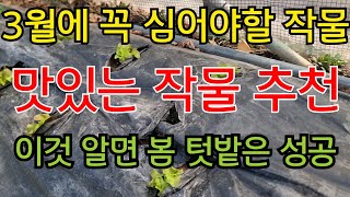 3월에 심는 가장 맛있는  추천 작물 | 채소 모종 심는시기  쉽게 만드는 방법 | 이것 알면 봄 텃밭 성공