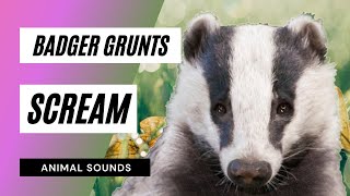 The Animal Sounds: Badger Grunts Scream 🦡 / Sound Effect / Animation