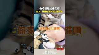 去毛器还能这么用？网友：神器有了，缺只会打碟的猫 #cuteanimal #cat#萌宠 #宠物