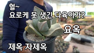 못 생겨서 예쁜 다육이 키우기 요옥 제옥 자제옥