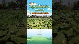 Ep 3 ปลูกฟักทองหลังนา 3 เดือนเก็บขายรายได้สุดปัง #เกษตรอารมณ์ดี