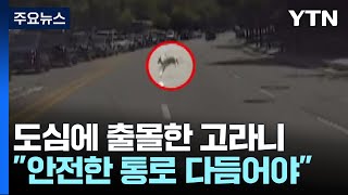 도심 한복판에 '고라니라니'...\