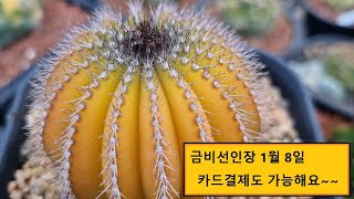 🌵🪴👍[1월 8일] 금비선인장은 카드결제 됩니다.