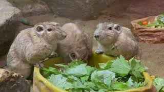 グンディ　もぐもぐ　埼玉県こども動物自然公園　IMG 3183