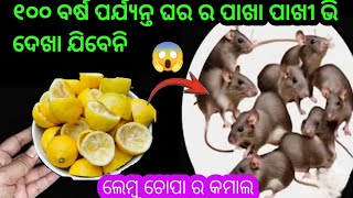 ଘର ର ଆଖ ପାଖ ରେ ଭି ରାଗିବେନି ମୂଷା 😱 କେବଳ ଥରେ କରି ନିଅନ୍ତୁ।how to kill rat।rat killer।musa mariba ଉପାୟ