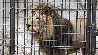 2023/11/15 野毛山動物園 ラージャー君のお食事タイム🥩