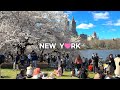 [4K]🇺🇸NYC Spring Walk🌸💮: Cherry Blossom Peak Bloom in Central Park / Apr. 7 2024