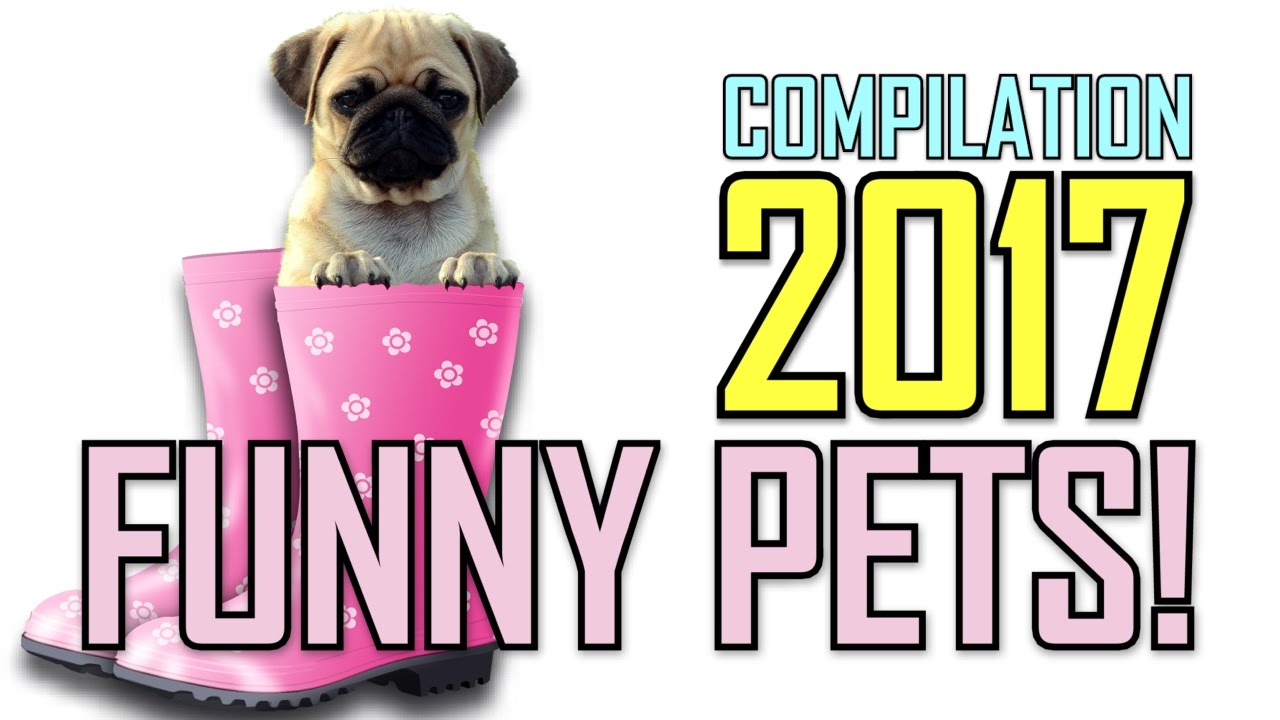 Funny Pets Compilation 2017 Youtube