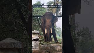 ഇനി രാജവീഥി കാത്തിരിക്കുന്ന രാജാവിന്റെ രാജകീയ വരവാണ്..