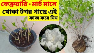 ফেব্রুয়ারি -মার্চ মাসে খোকা টগর গাছে এই কাজ করে নিন / February work in Double Crape Jasmine