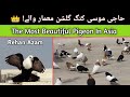 Hajji Mosa King Gulshne Memar Wale | The Most Expensive Pigeon Breed | Hajji Mosa K Kabootar