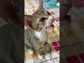 hungry kitten.want to eat chicken 🍗 part 03#shorts #catslovecorner #funnycats #catlover