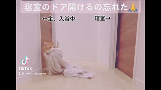 【TikTokで100万回再生された猫】寝室に毛布を持ち込む猫