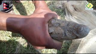 Crocodile Rescued  in Bardia National Park, Nepal   #crocodile #bardianationalpark