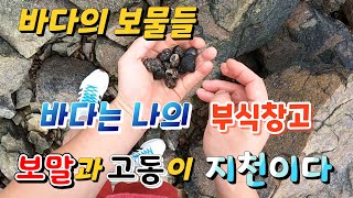 바다의 보물들~보말과 고동이 지천에 널려있다 #보말 #바다고동 #바다먹거리