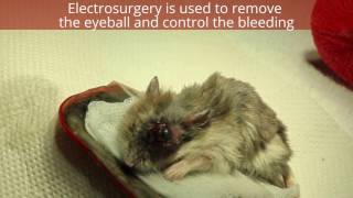 A dwarf hamster \u0026 a syrian hamster has eyeball removal surgery