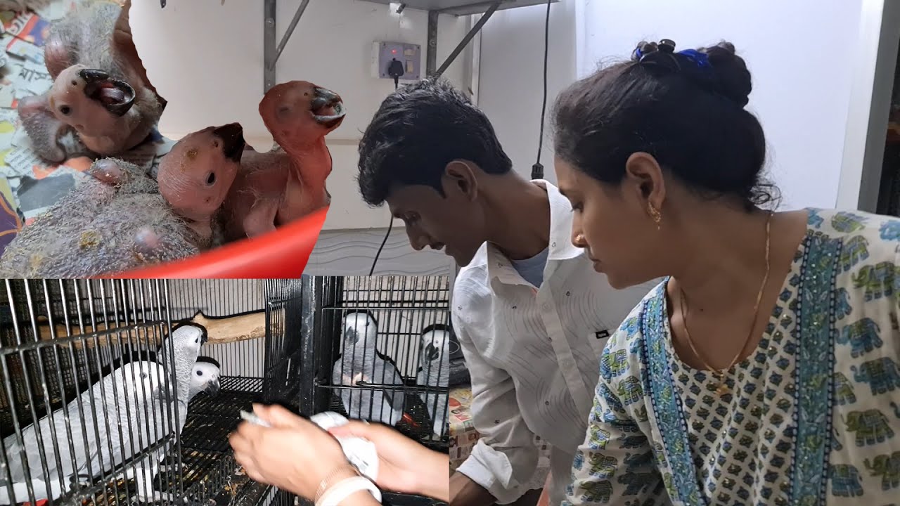 Ten O Clock In The Night With The Birds / Proper Keeping Feeding Tips & Guide Of Parrots Birds.