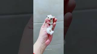 So Cute Baby Sugar Glider #sugarglider #shorts #sugarglidercare